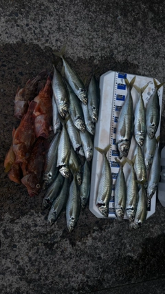 アジの釣果