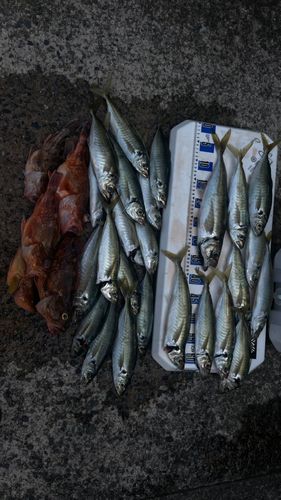 アジの釣果