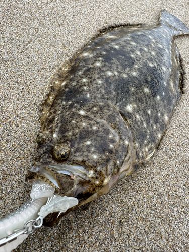 ソゲの釣果