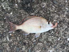 チダイの釣果