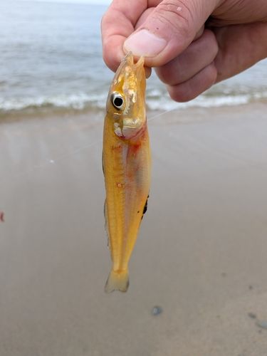 キスの釣果