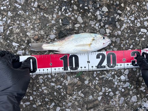 シログチの釣果