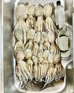 マダコの釣果