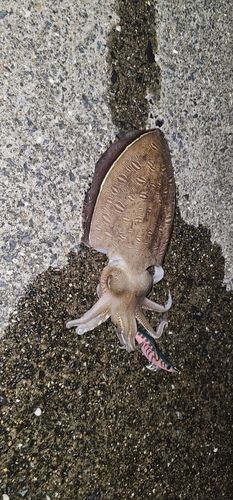 コウイカの釣果