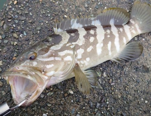 クエの釣果