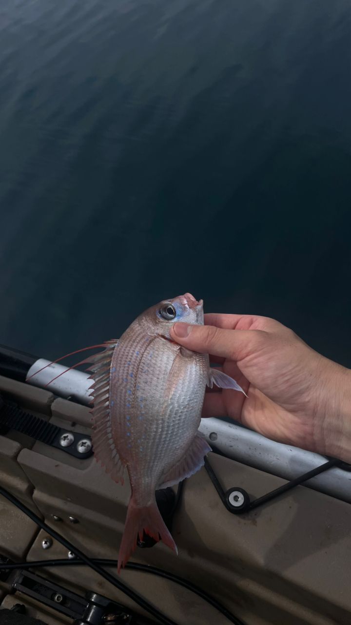 SHIMANO ホリデーマリン 73 30-210の最安値・インプレ・釣果 | 本音の