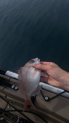 ヒレコダイの釣果