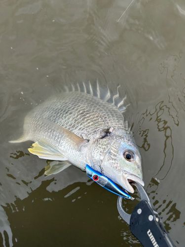キビレの釣果