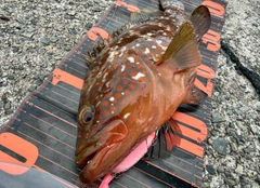 アコウの釣果
