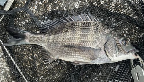 クロダイの釣果