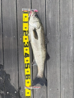 スズキの釣果