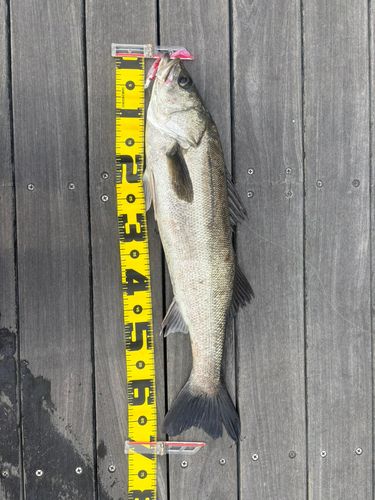 スズキの釣果