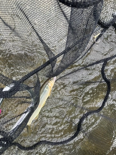 アユの釣果