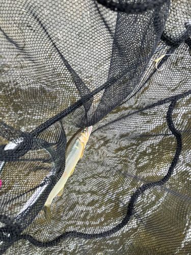 アユの釣果