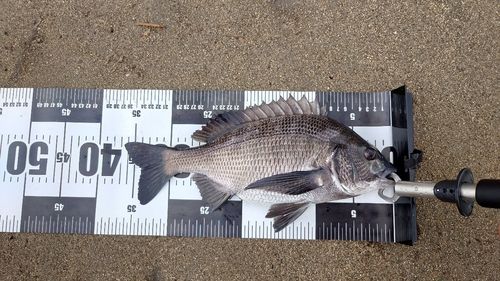 チヌの釣果