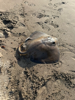 アカエイの釣果
