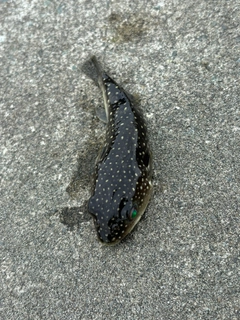 クサフグの釣果