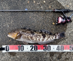 アイナメの釣果