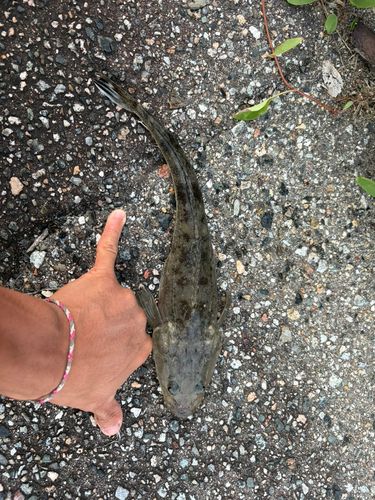 コチの釣果