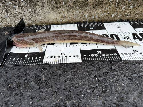 エソの釣果