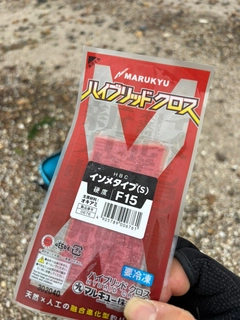 シロギスの釣果