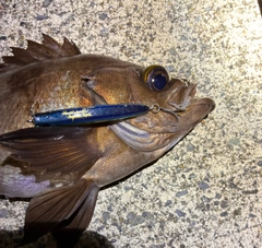 メバルの釣果