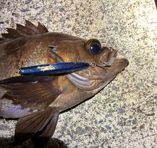 メバルの釣果