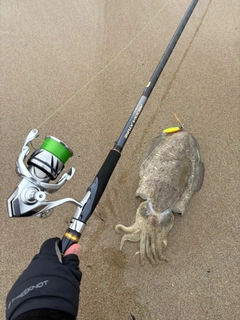 コウイカの釣果