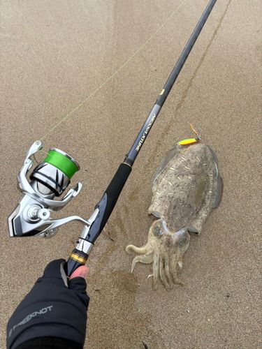 コウイカの釣果
