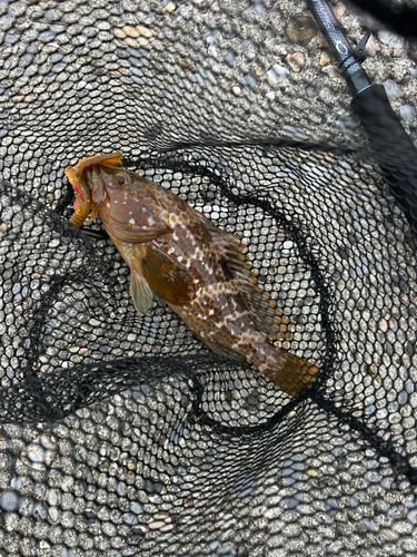 キジハタの釣果