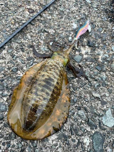 アオリイカの釣果