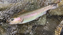 ニジマスの釣果