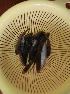 ハゼの釣果