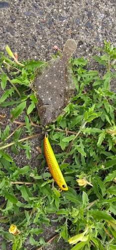 ソゲの釣果
