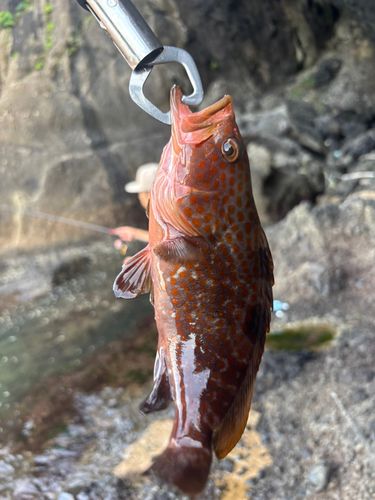 キジハタの釣果