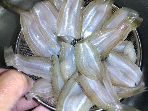 キスの釣果