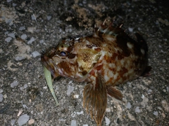 カサゴの釣果
