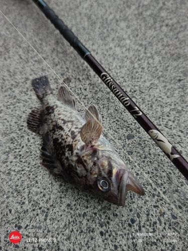 クロソイの釣果