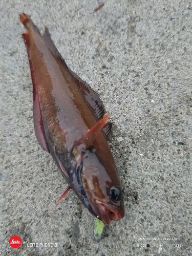 ドンコの釣果