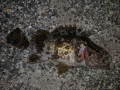 タケノコメバルの釣果