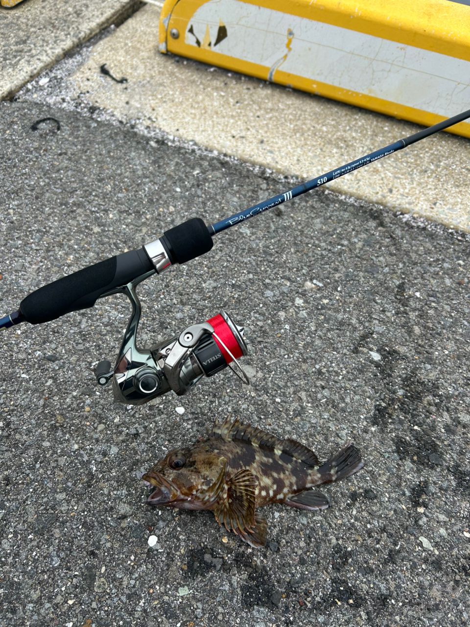アラカブの釣果写真