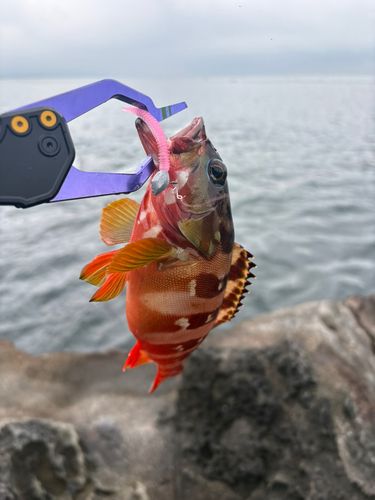 アカハタの釣果