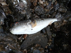 ナシフグの釣果