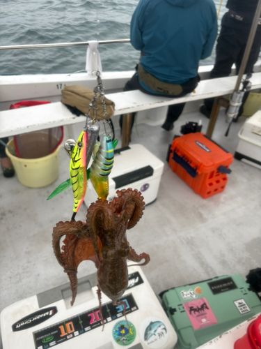 マダコの釣果