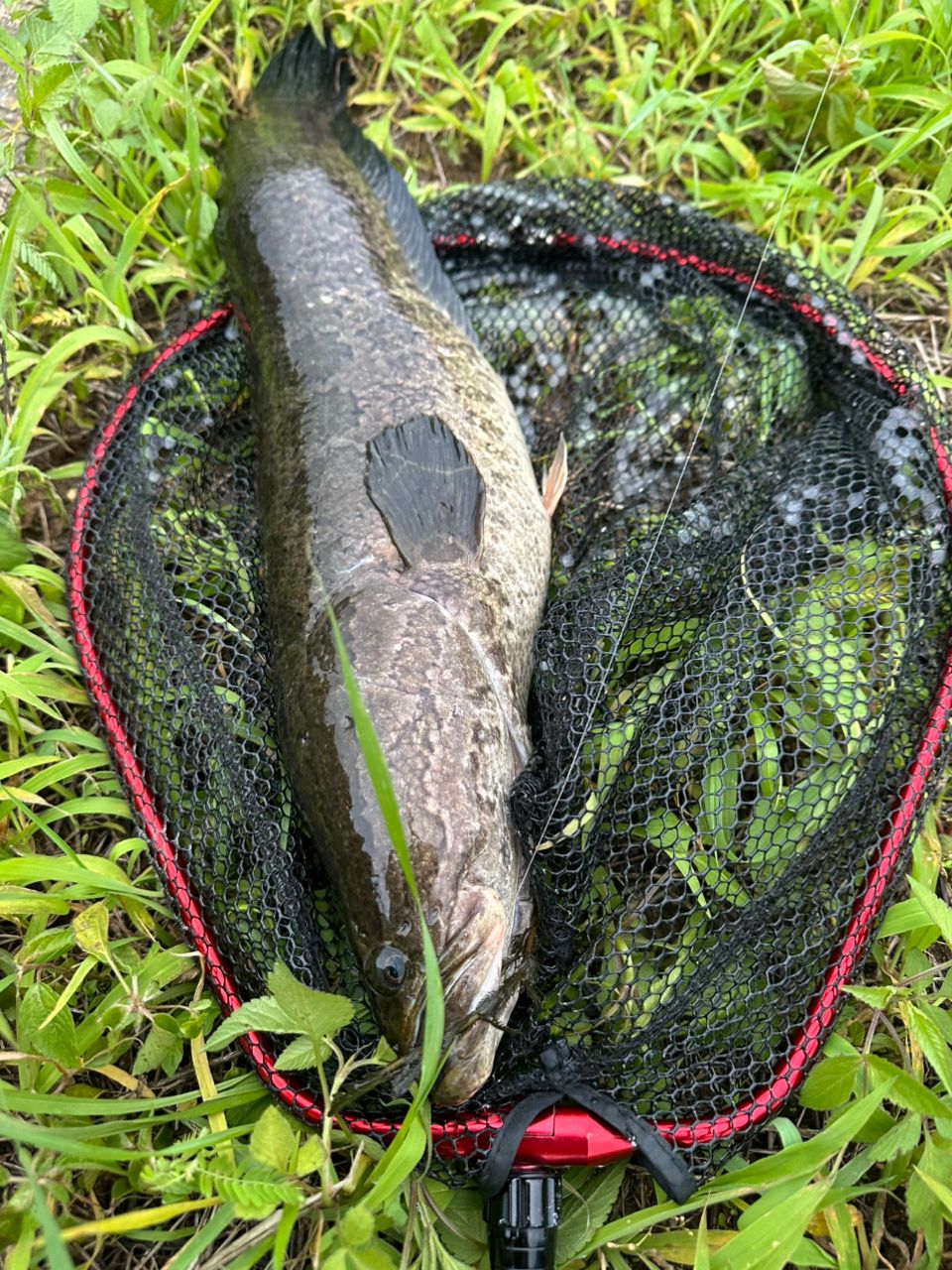 ライギョの釣果写真
