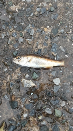 ムツの釣果