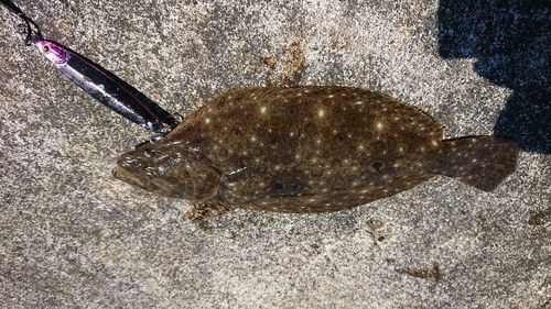ソゲの釣果