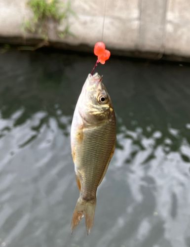 フナの釣果