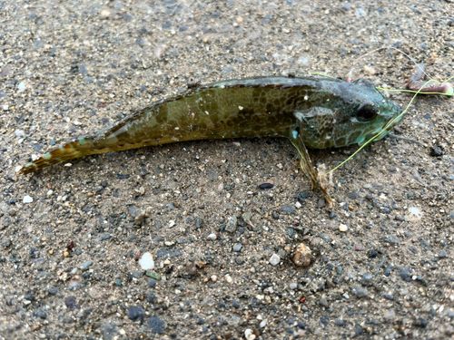 アナハゼの釣果