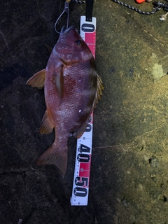 シブダイの釣果